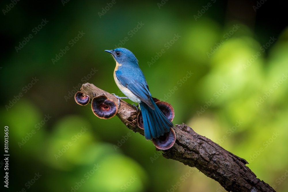 Tickell's blue flycatcher Backside