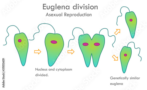 Euglena division stages. Asexual reproduction. Mitotic division. Nucleus and cytoplasm divided. Genetically similar, euglena anatomy. Biological drawing. Biology vector illustration