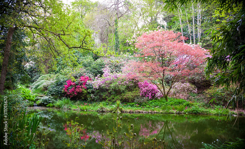 Slika na platnu Blooming japanese trees in the nature