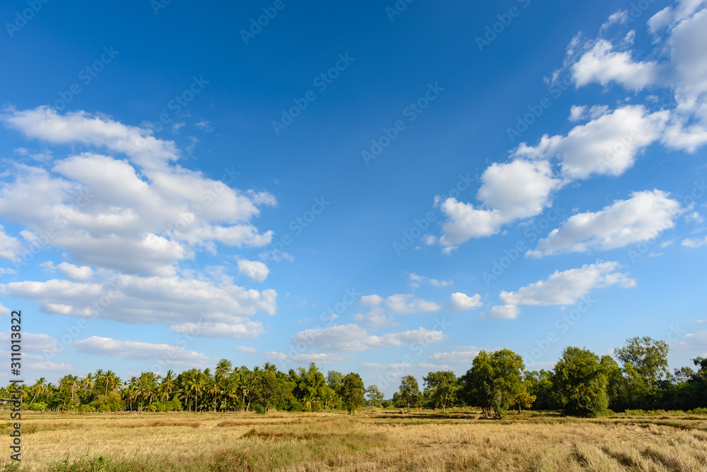 The image of the sky with light clouds separating the two sides in the middle is clear. The ground is a post-harvest rice field, leaving only the yellow dry rice plants.