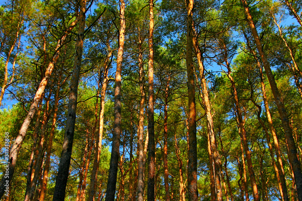 Fototapeta premium tall pine trees