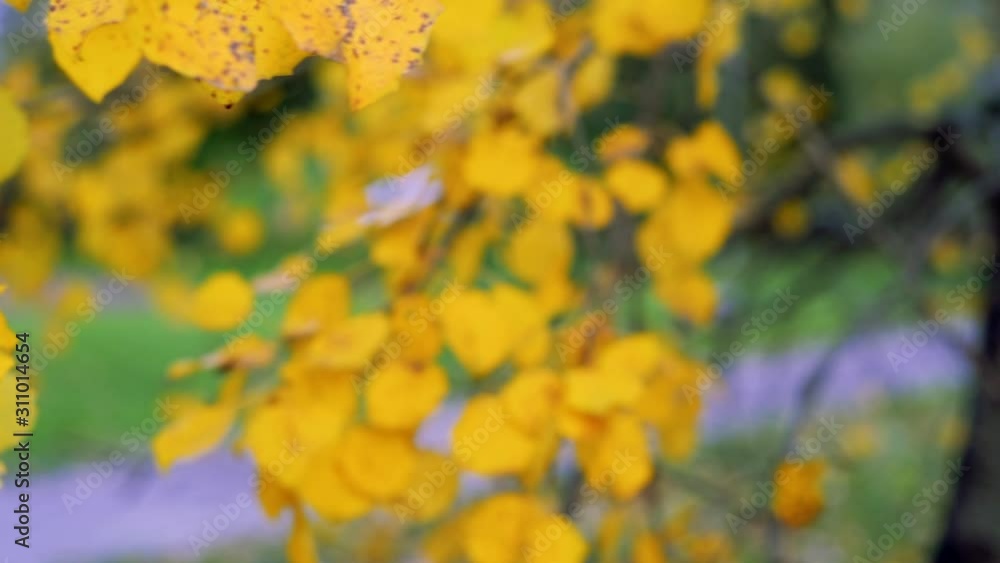 Autumn background. Beautiful birch tree over Blurred colorful leaves abstract backdrop. Orange, red and yellow colors. Slow motion
