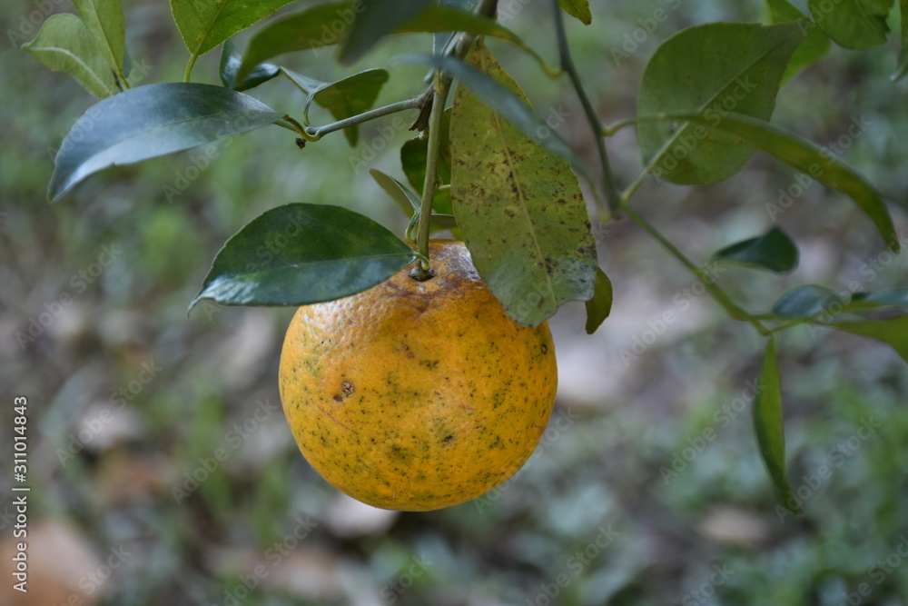 Organic orange garden Organic orange garden