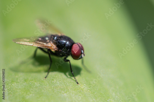 Eyes focus Close up fly in green background.Selective focus House fly on leaf.