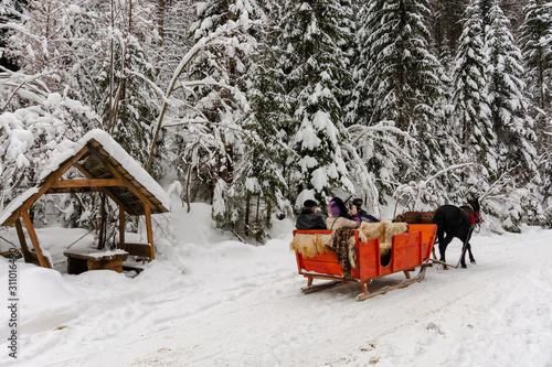 Synevyr national park, ukraine - 11 FEB 2018: winter holiday fun. riding horses in red open sleigh through forest. nature scenery with spruce trees in snow © Pellinni