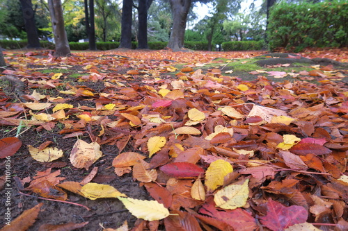 晩秋の雨上りの枯れ葉散る公園風景