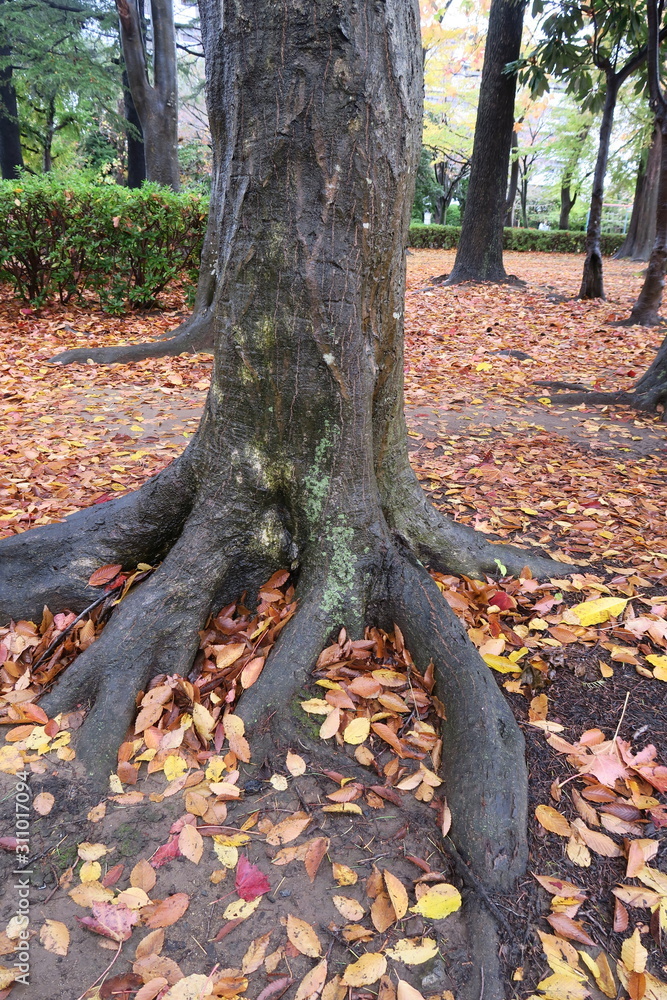 Obraz premium 古木と枯れ葉散る晩秋の公園風景