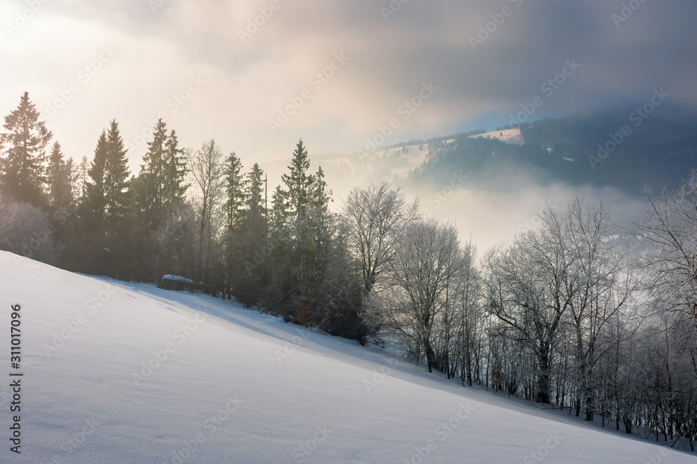 Fototapeta premium dramatic winter sunrise. trees in hoarfrost on a snow covered slope. clouds and mist floating in the valley. borzhava mountain ridge in the distance. amazing open vistas in gloomy frosty weather