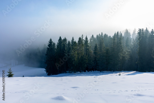 winter landscape at sunrise. spruce forest on a snow covered hill in fog. sunny weather with blue sky © Pellinni