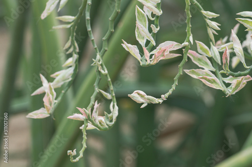 Close up Euphorbia tithymaloides plant in a garden. photo