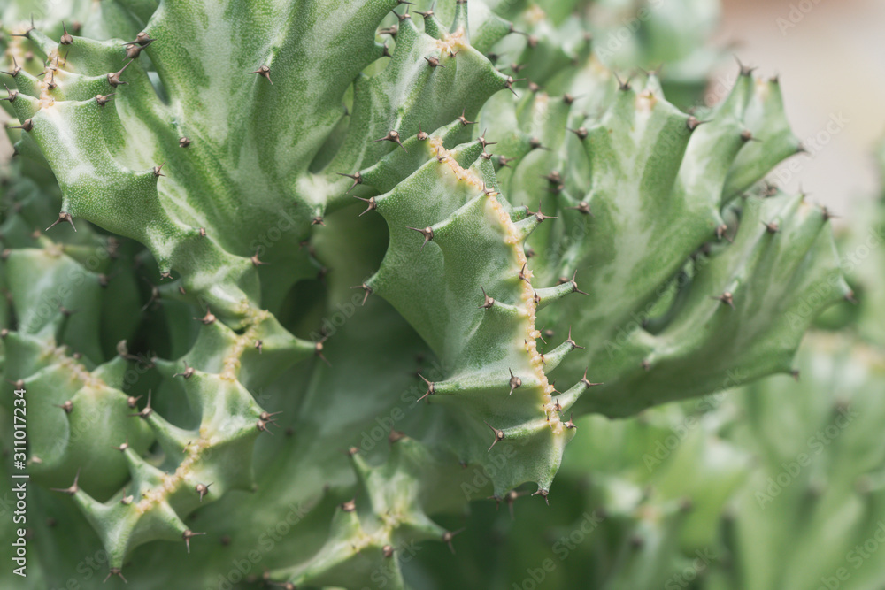 Fototapeta premium Close up Coral Cactus or Euphorbia Lactea ‘Cristata’ succulent plant.