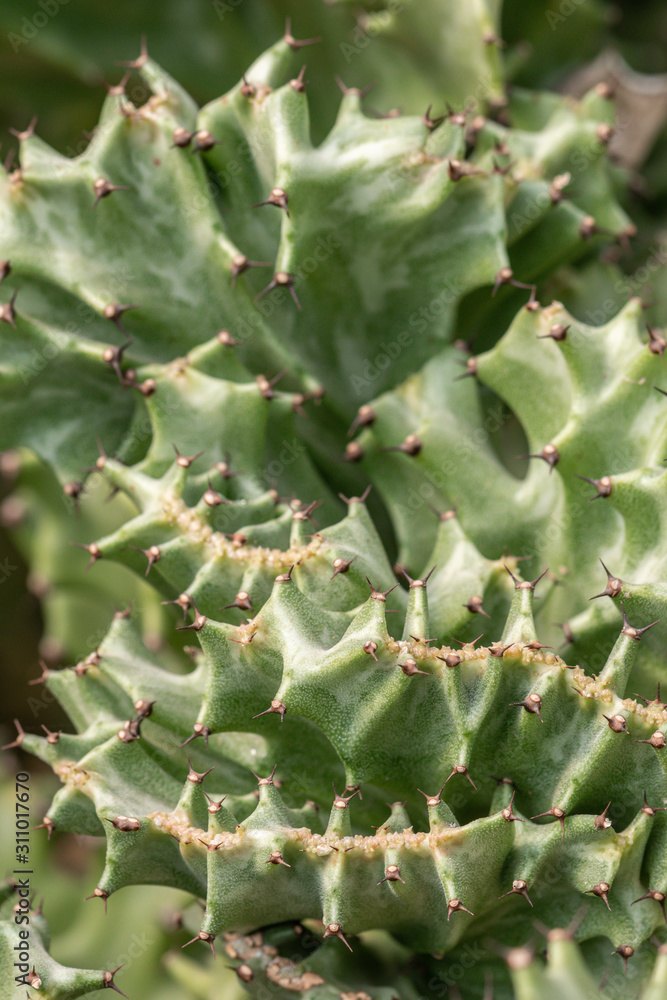 Close up Coral Cactus or Euphorbia Lactea ‘Cristata’ succulent plant. Close up Coral Cactus or Euphorbia Lactea ‘Cristata’ succulent plant.