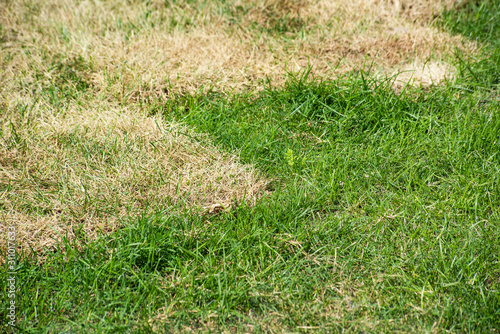 Field with lush green and dry yellow grass