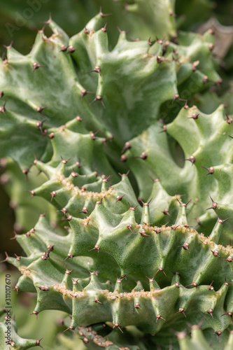 Close up Coral Cactus or Euphorbia Lactea ‘Cristata’ succulent plant.