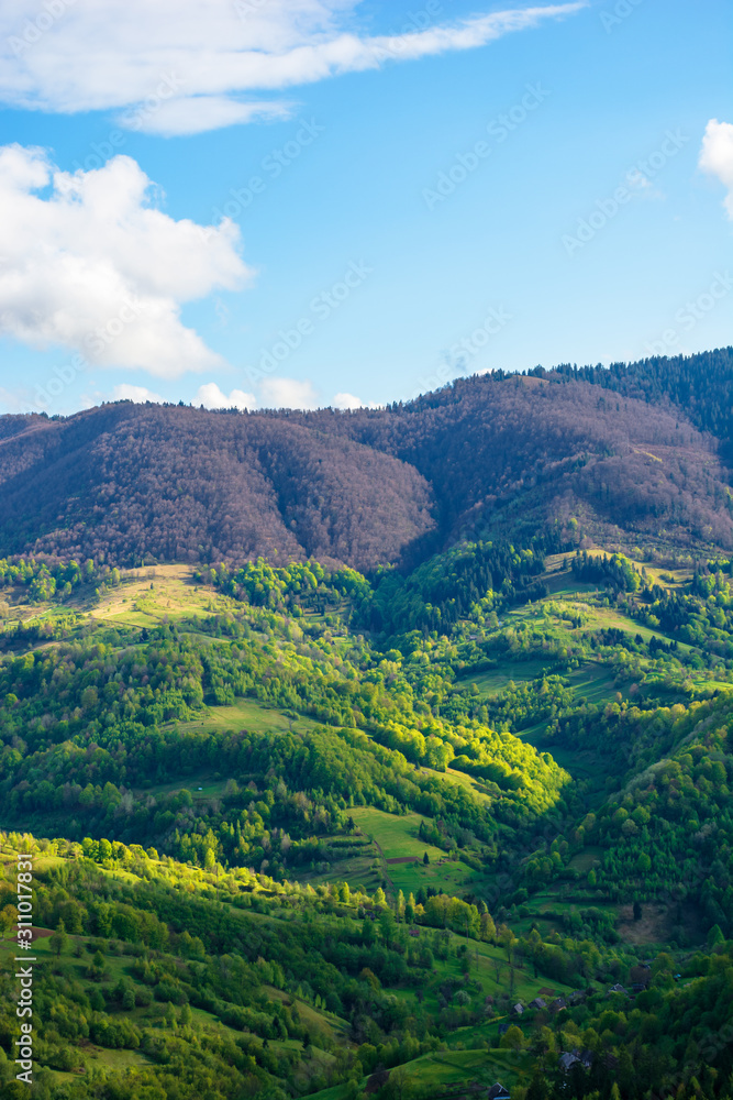 mountain landscape in springtime. forest getting green. beautiful weather with fluffy clouds in evening light