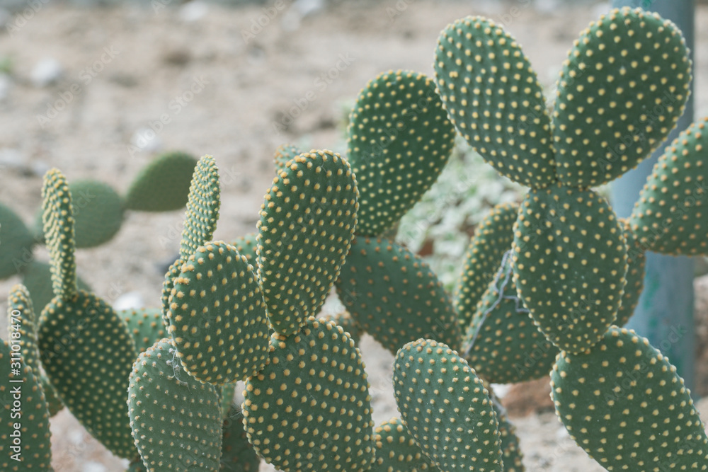 Close up Bunny ears or Angel wings cactus in a garden.(Opuntia microdasys) Close up Bunny ears or Angel wings cactus in a garden.(Opuntia microdasys)