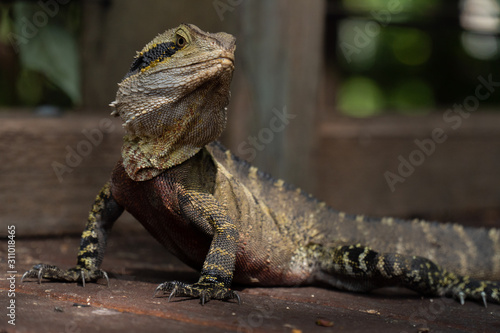 Lizard Eastern Water Dragon Closeup  lesueurii intellagama 