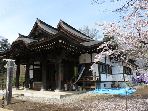 桜が咲く常総市の弘経寺（本堂）