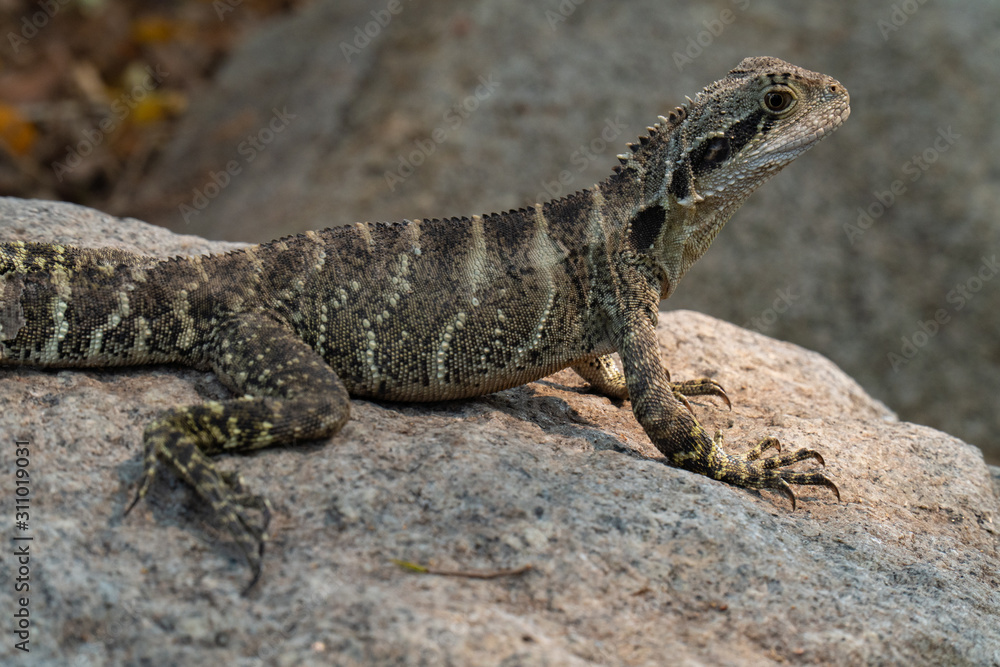 Eastern Water Dragon Lizard closeup on rock (Intellagama lesueurii) Eastern Water Dragon Lizard closeup on rock (Intellagama lesueurii)