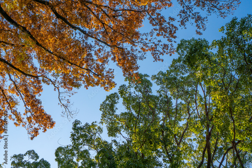 Obraz premium 紅葉した木と緑の木とが隣接している風景