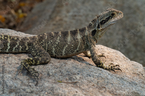 Eastern Water Dragon Lizard closeup on rock (Intellagama lesueurii)