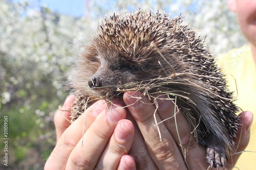 hedgehog in the hands