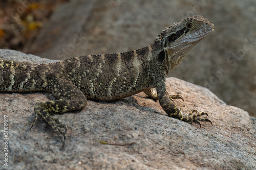 Eastern Water Dragon Lizard closeup on rock (Intellagama lesueurii)