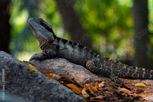 Eastern Water Dragon Lizard closeup laying on rock  intellagama lesueurii 