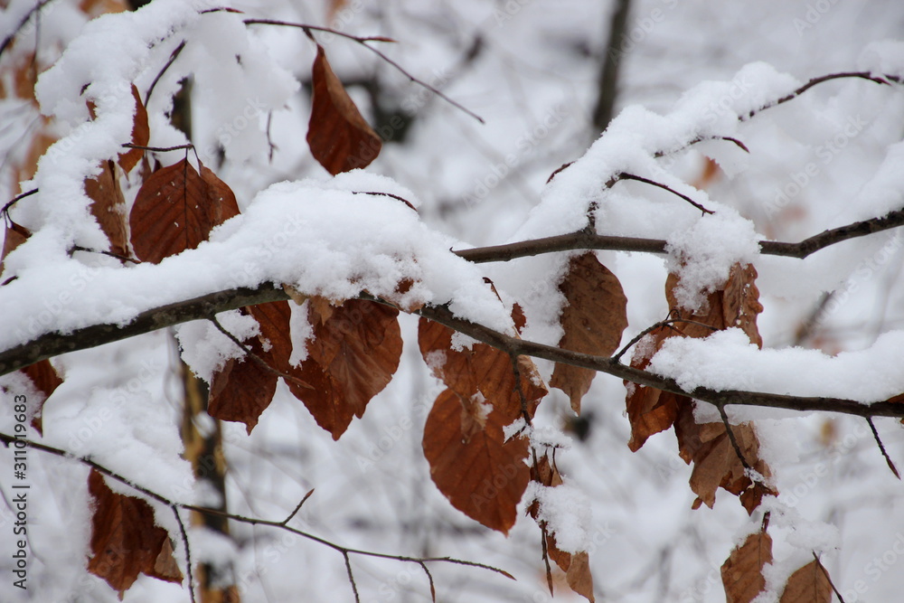 schneebedeckte Äste