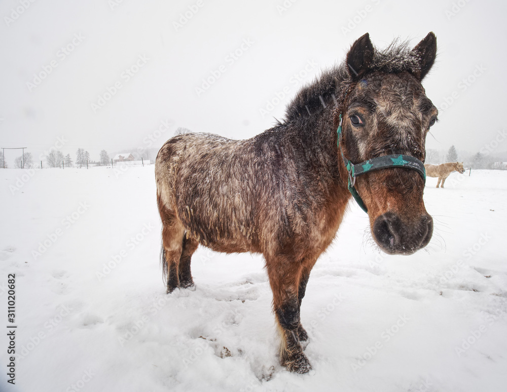 Horse standing on snow covered field while gentle snowing Horse standing on snow covered field while gentle snowing