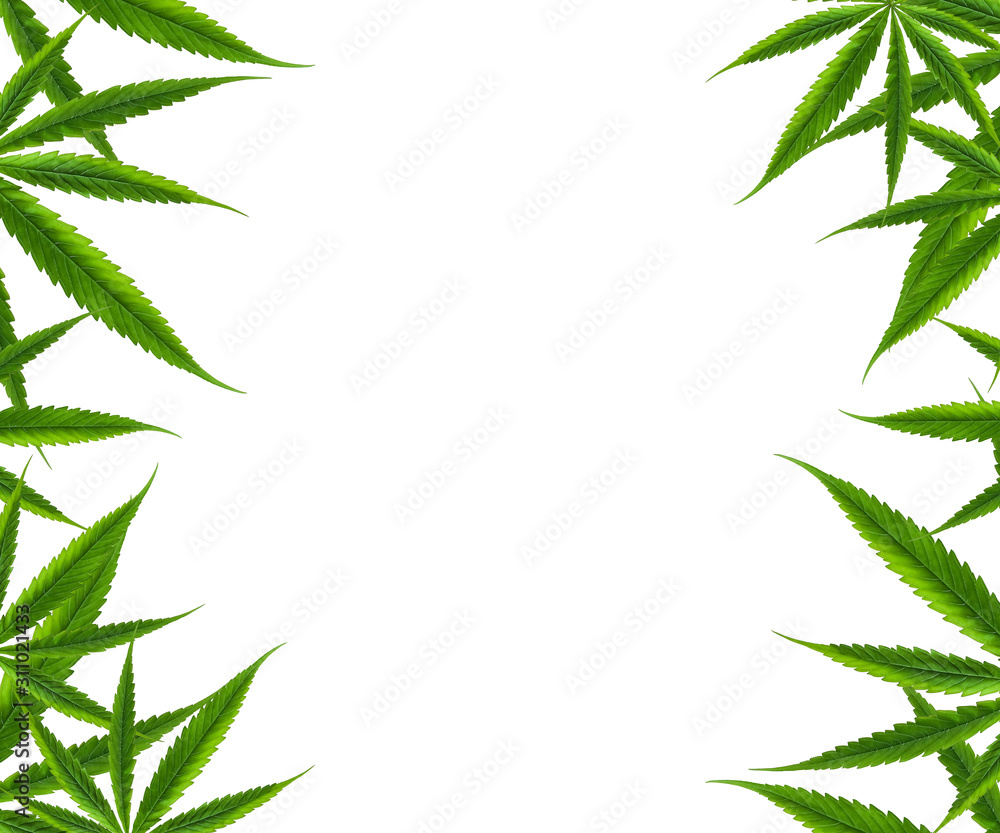 Cannabis leaves frame composition, hemp leaf isolated on white background, group of marijuana   weed leaves, green ganja herb for natural medical healthcare, flat lay, top view, copy space for banner 