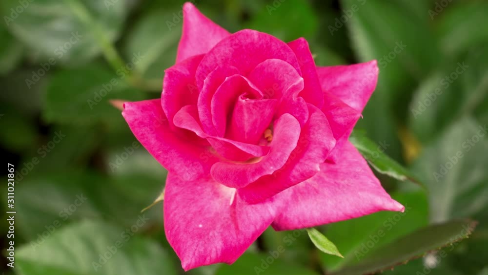 Beautiful Time Lapse of Opening Purple Rose Flower on Black Background. 4K. Beautiful Time Lapse of Opening Purple Rose Flower on Black Background. 4K.