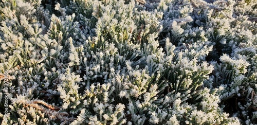 gebüsch morgen frost