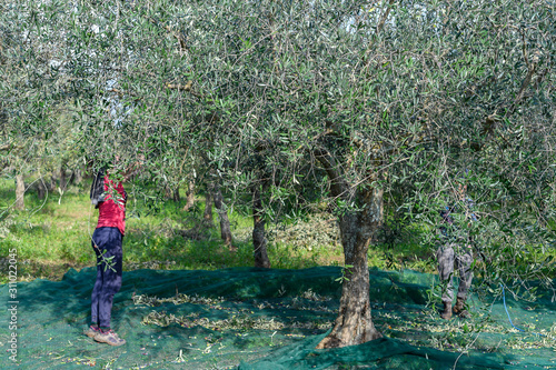 Olive harvest in the country side of Italy