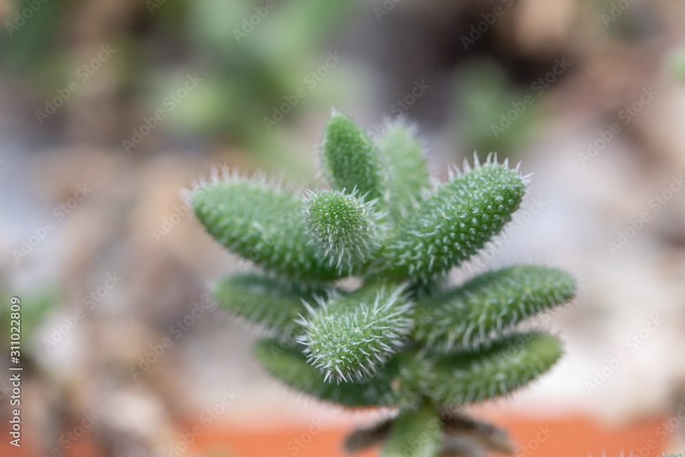 Selective focus close up Pickle Plant.(Delosperma Echinatum) Selective focus close up Pickle Plant.(Delosperma Echinatum)