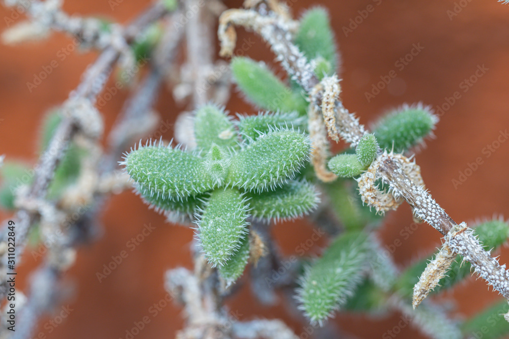 Selective focus close up Pickle Plant.(Delosperma Echinatum) Selective focus close up Pickle Plant.(Delosperma Echinatum)