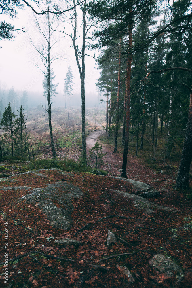 Obraz premium forest during a foggy winter morning. The fog is giving the forest a mystical atmosphere.