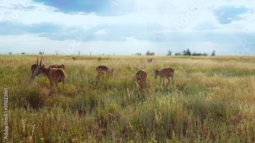 Saiga. A group of small saiga antelopes in the steppe, in a reserve in Russia photo