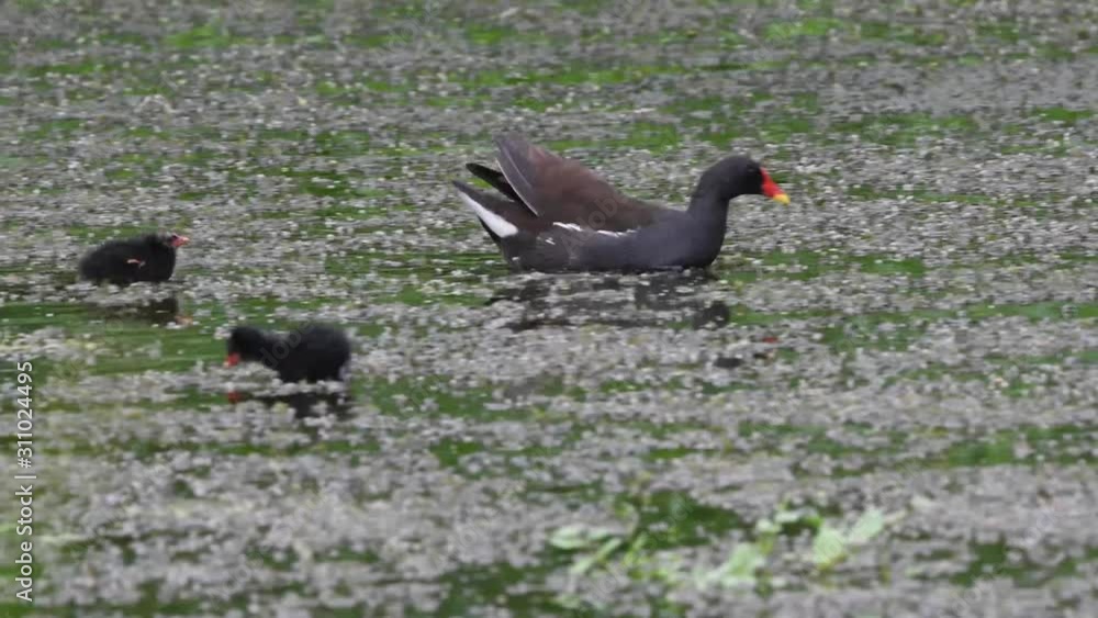 Moorhen parent with chicks on garden pond Moorhen parent with chicks on garden pond