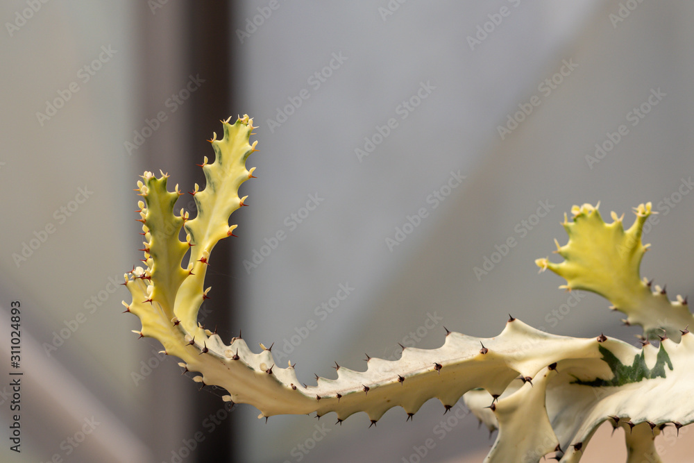 Naklejka premium Selective focus Euphorbia lactea 'White Ghost or White Ghost Candelabra Spurge. Also known as mottled spurge,frilled fan,elkhorn,candelabra spurge.