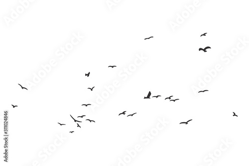 Silhouette of a flock of flying birds photo
