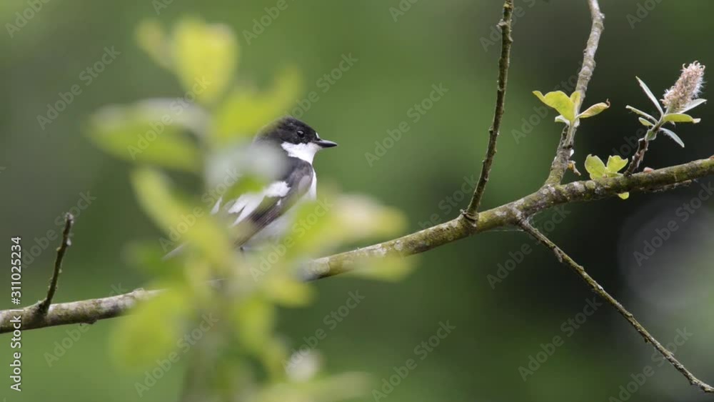 Male pied flycatcher in willow tree Male pied flycatcher in willow tree
