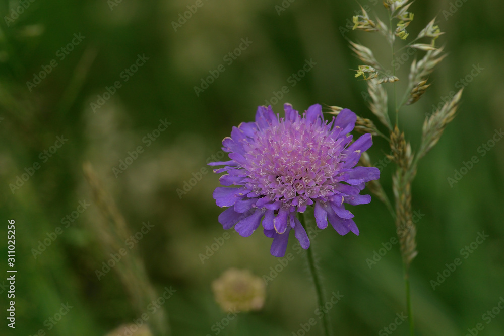 Blüte der Acker-Witwenblume (Knautia arvensis) Blüte der Acker-Witwenblume (Knautia arvensis)