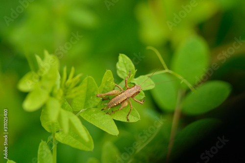 Gewöhnliche Strauchschrecke (Pholidoptera griseoaptera) photo