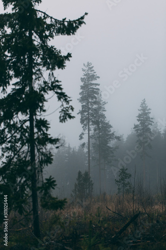 forest during a foggy winter morning. The fog is giving the forest a mystical atmosphere.