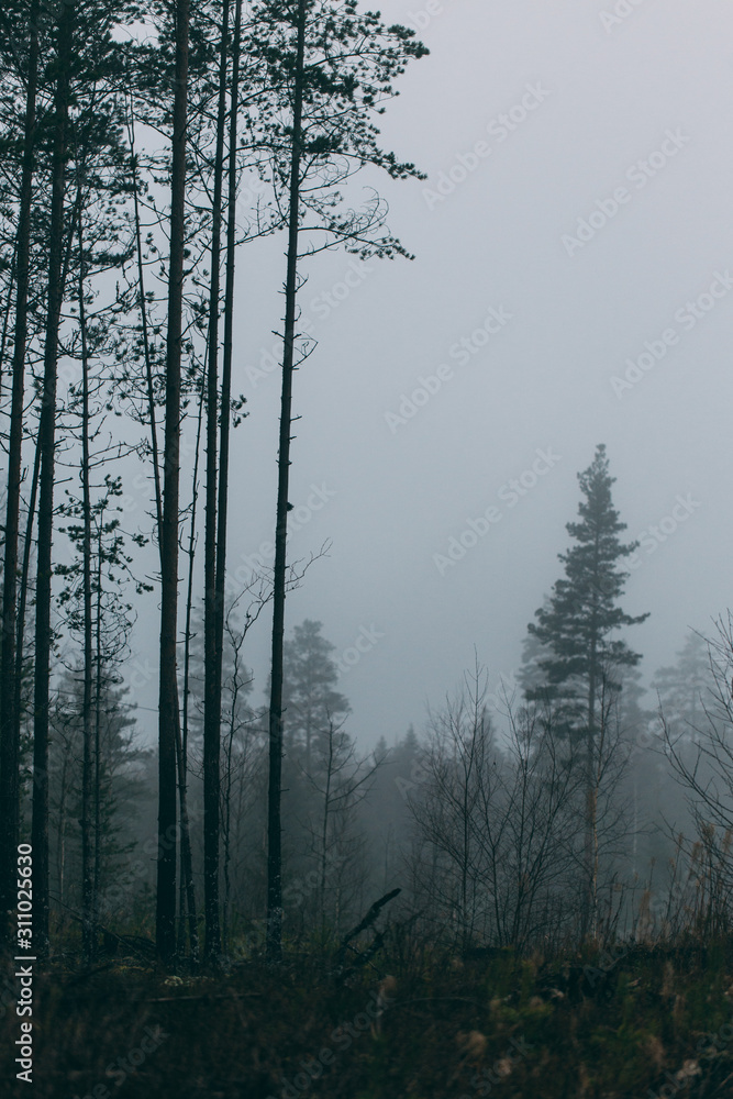 forest during a foggy winter morning. The fog is giving the forest a mystical atmosphere.