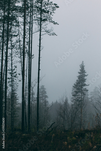 Obraz na płótnie forest during a foggy winter morning. The fog is giving the forest a mystical atmosphere. w salonie
