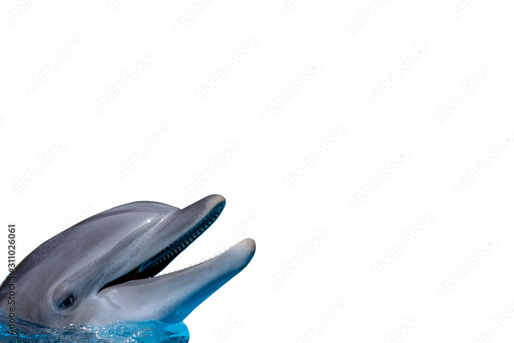 Obraz premium Dolphin isolated on white background