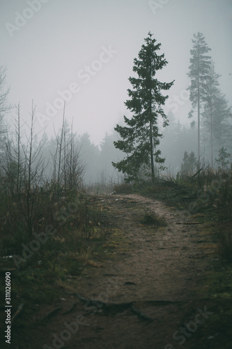 forest during a foggy winter morning. The fog is giving the forest a mystical atmosphere. © kriina2000