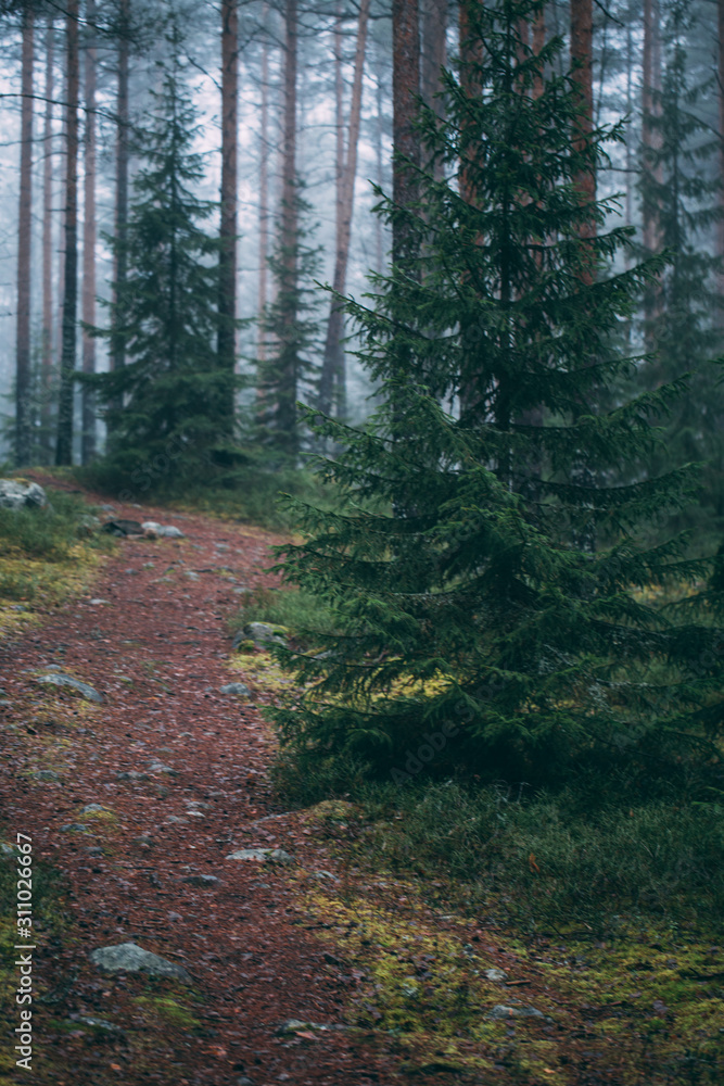 Fototapeta premium forest during a foggy winter morning. The fog is giving the forest a mystical atmosphere.